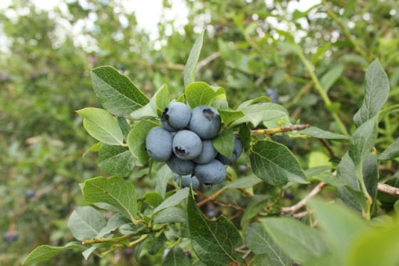 blueberry4